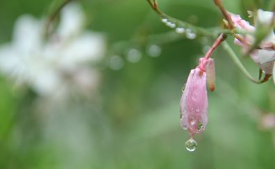 Morning, dew drops, pink flower