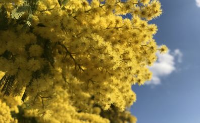 Yellow flowers, blossom
