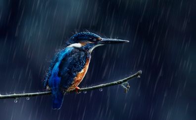Kingfisher, sit, small bird, rain