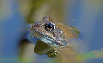 Frog, toad, amphibian, reflections, animal