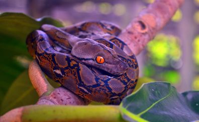 Python, reptile, snake, tree branch