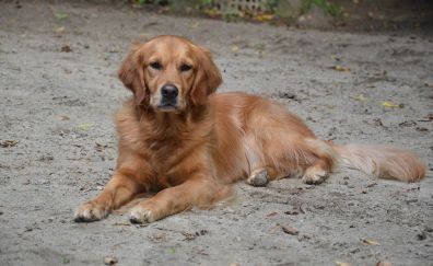 Golden retriever dog, sitting