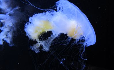 Blue jellyfish, underwater