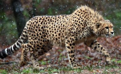 Cheetah, predator, animals