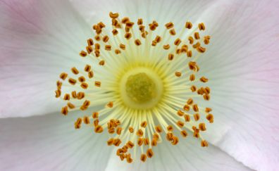 Pollen, flower, close up, white