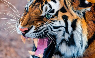 Tiger snarling, eyes, fur