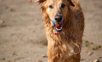 Dog ball water wet playful