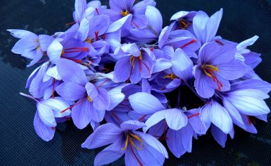 Saffron flowers, spring