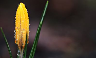 Raindrop, drops, crocus yellow flower