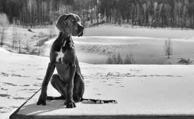 Great Dane Dog, sitting, monochrome