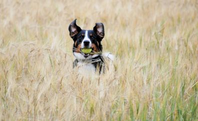 Appenzeller Sennenhund, wheat field, play
