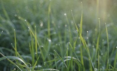 Grass, dew drops, morning, meadow