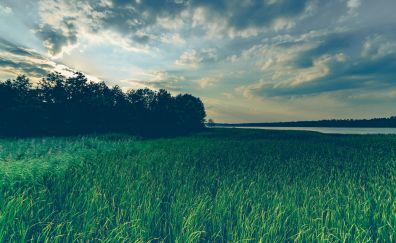 Lake, grass field, trees, evening