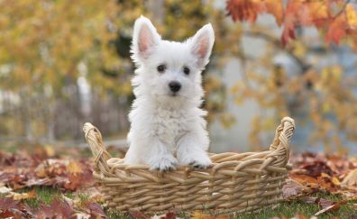 Cute little white dog puppy