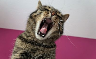 Cat yawn, muzzle, pet, sleepy