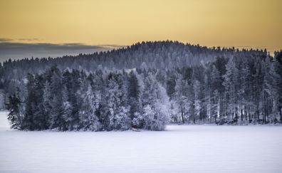 Forest, nature, finnish winter, horizon, tree, landscape