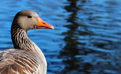 Brown duck, water bird, beak, pond