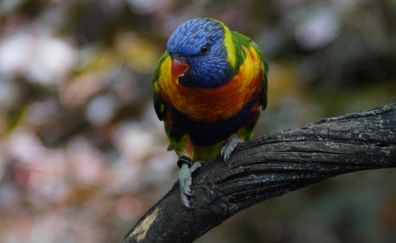 Lori, Rainbow Lorikeet, parrot, colorful bird