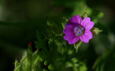 Flower, pink, small flowers