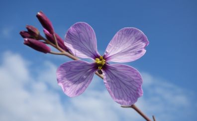 Light purple flower, pink