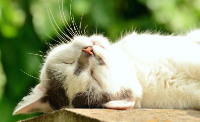 Summer cat sleeping