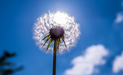 Dandelion flower, sunlight