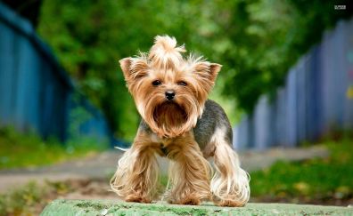 Cute Yorkshire Terrier dog