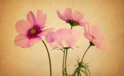 Pink cosmos flower, painting, art