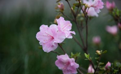 Pink flowers, spring, blur