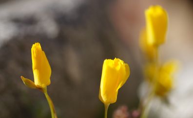 Yellow poppies, flowers blur
