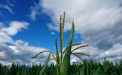 Corn plants in field
