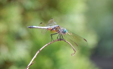 Dragonfly, wings, insect, portrait