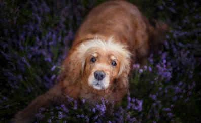 Dog in purple flower field, meadow, play