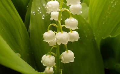 Drops, spring, white flower