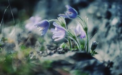 Beautiful, small purple, wild flowers, blur