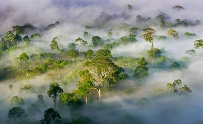 Trees, green forest, fog, aerial view