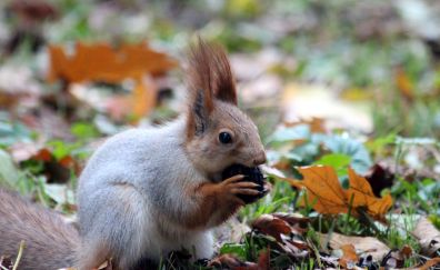 Red squirrel, eating, fall, leaves, grass