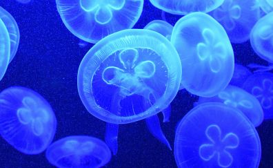 Blue Jellyfish, fishes, underwater