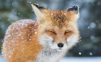 Closed eyes, red fox, winter