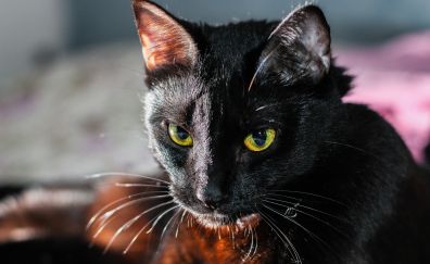 Black cat, yellow eyes, muzzle