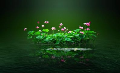 Lotus pond of pink lotus