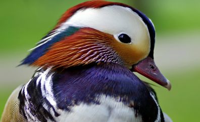 Mandarin duck, colorful, muzzle