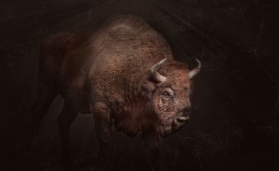 Bison animal, dark, horns