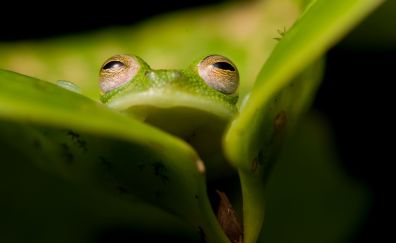 Green frog, animal, amphibian, big leaves