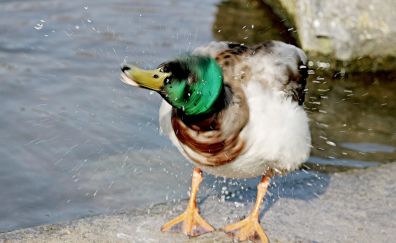 Duck, neck shake, water splashes