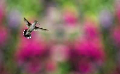 Colorful Hummingbird Bird, blur
