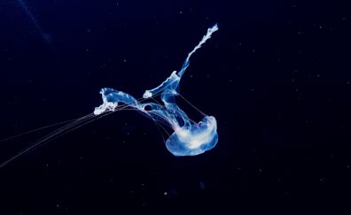 Blue jellyfish, fish, underwater
