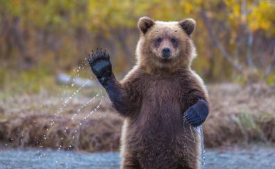 Bear's hello, wildlife, predator