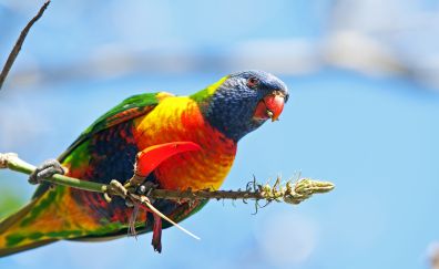 Rainbow lorikeet, parrot bird