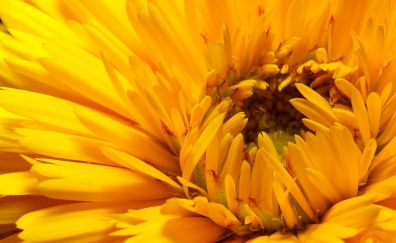 Yellow Sunflower petals close up